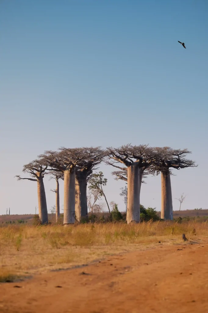 Baobab de Madagascar