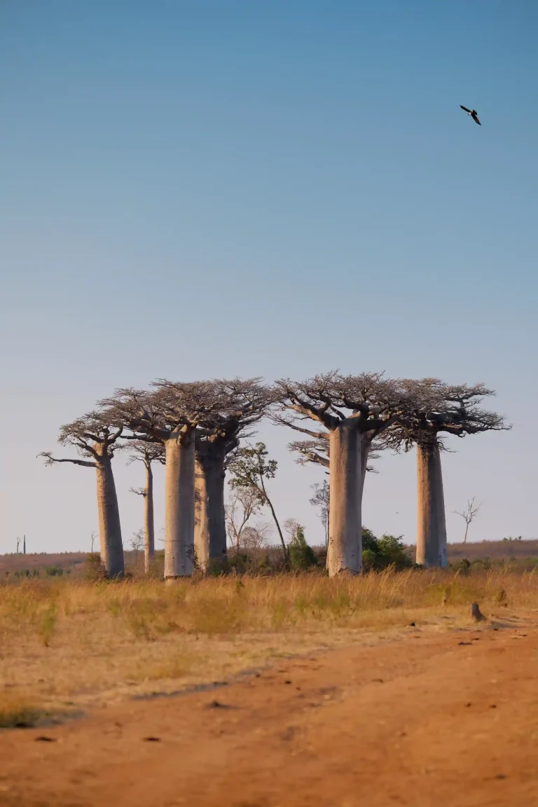 Baobab de Madagascar