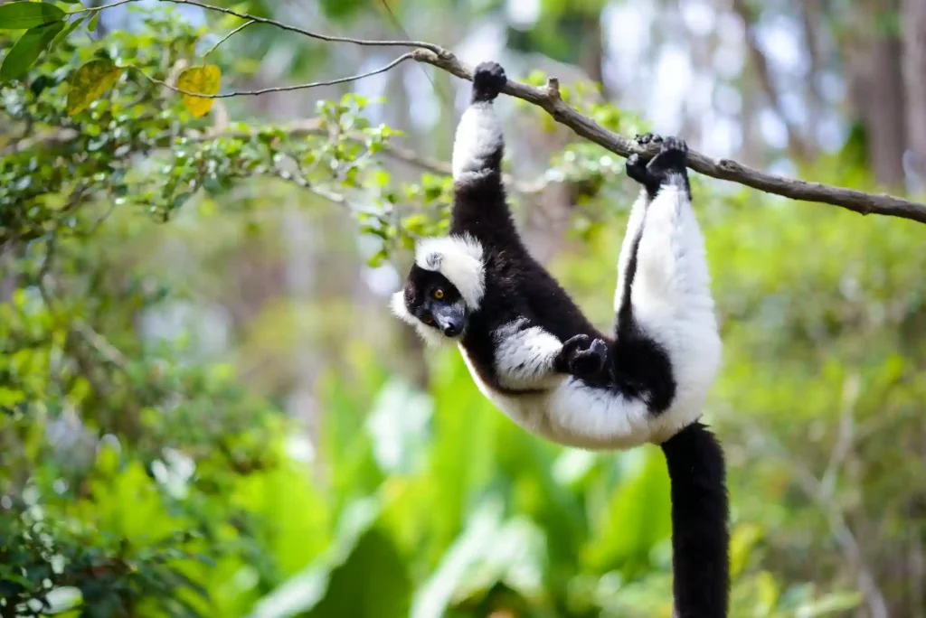 Lémurien de Madagascar