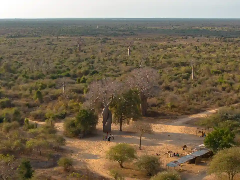 Kirindy à Morondava