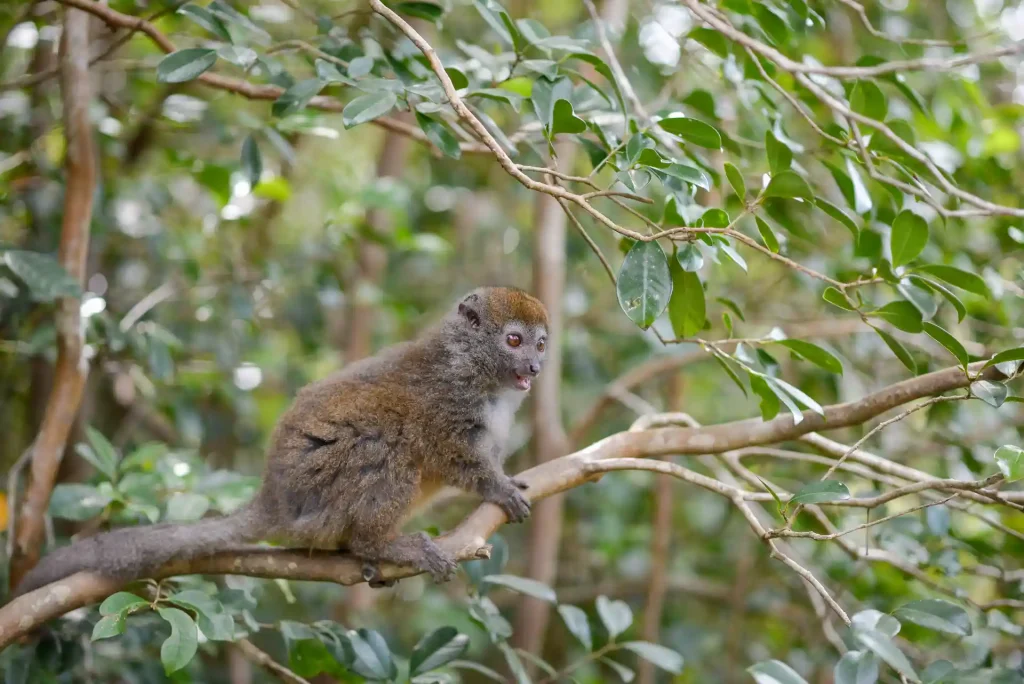 Lémuriens de Madagascar