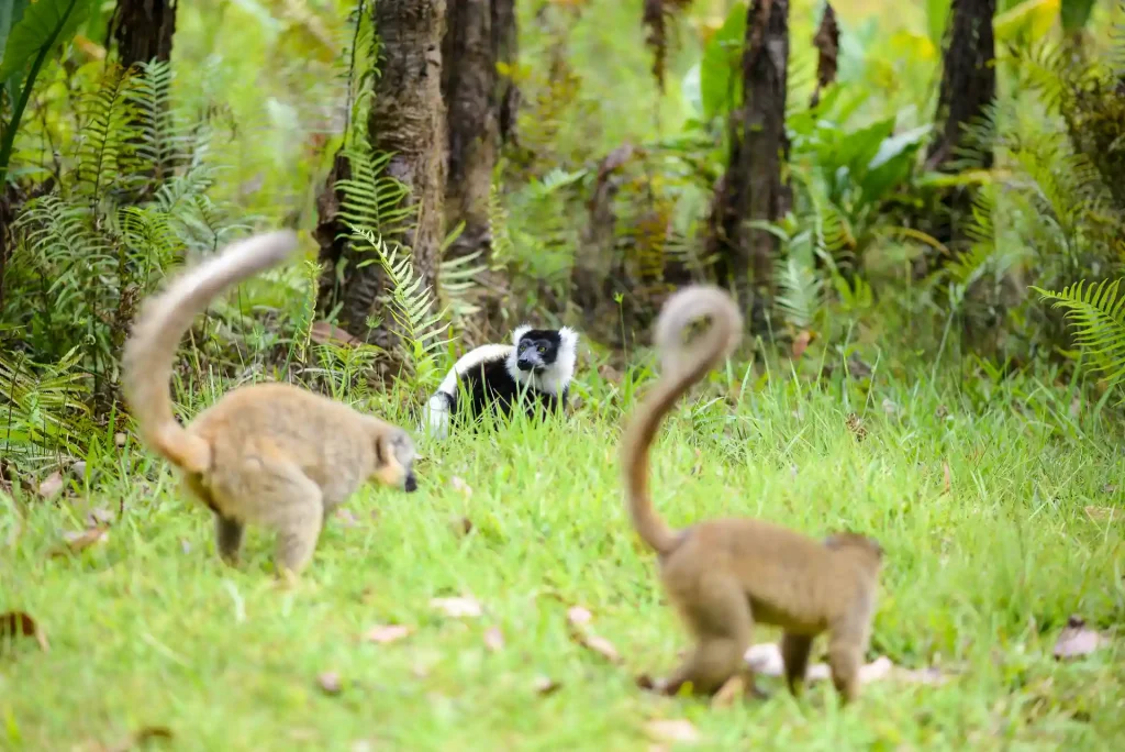 Lémuriens de Madagascar