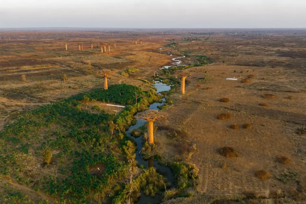 Allée des baobabs