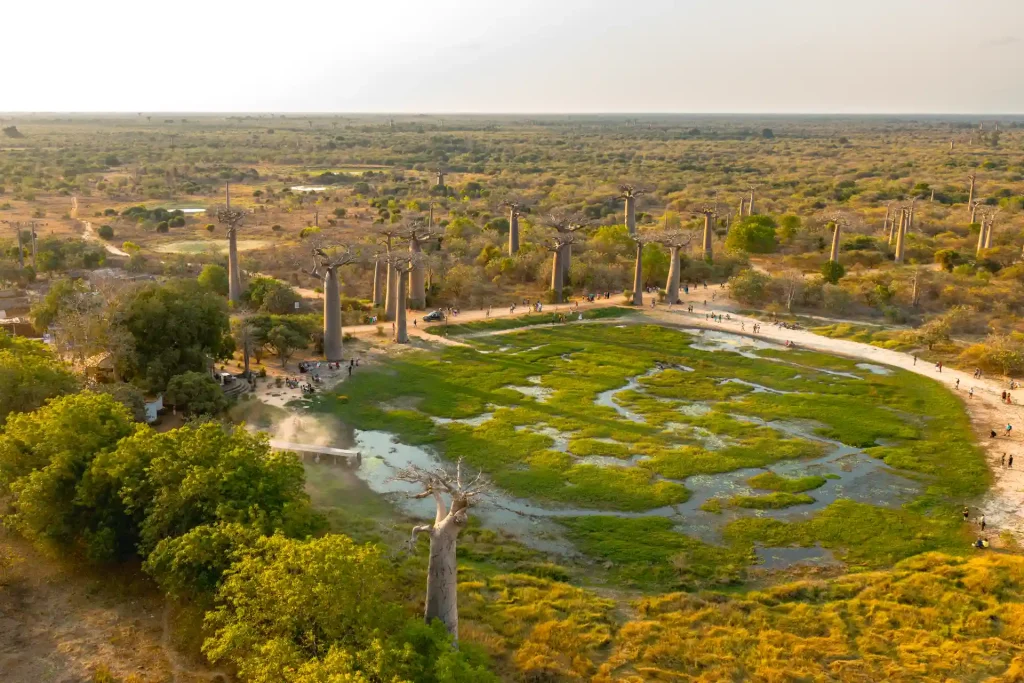 Les légendes du baobab